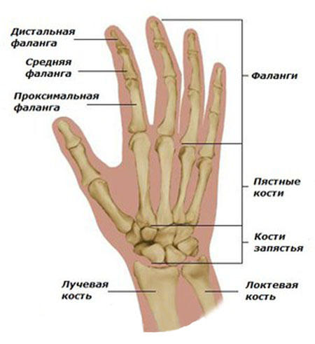 anatomy_han_medium