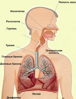 Захворювання дихальної системи 